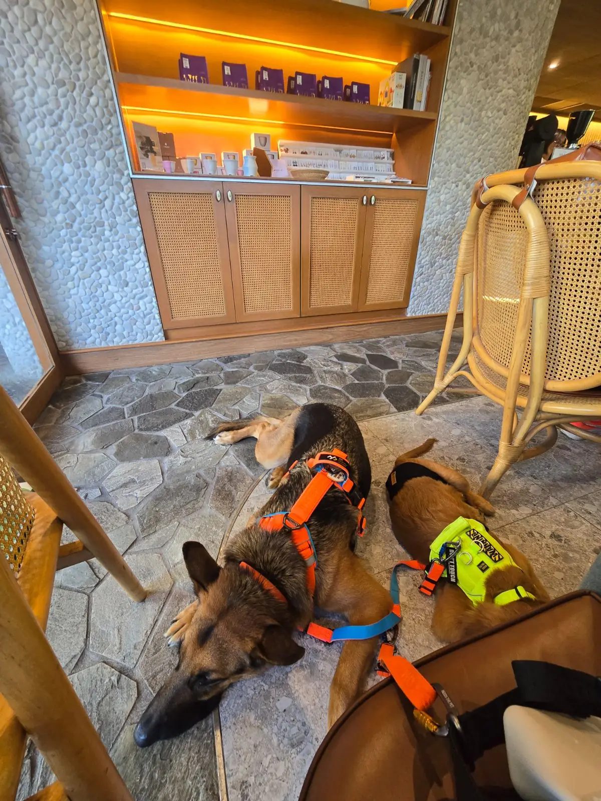 Cozi Cafe and Bar pets image 3