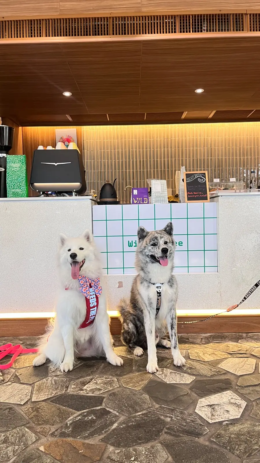 Cozi Cafe and Bar pets image 7