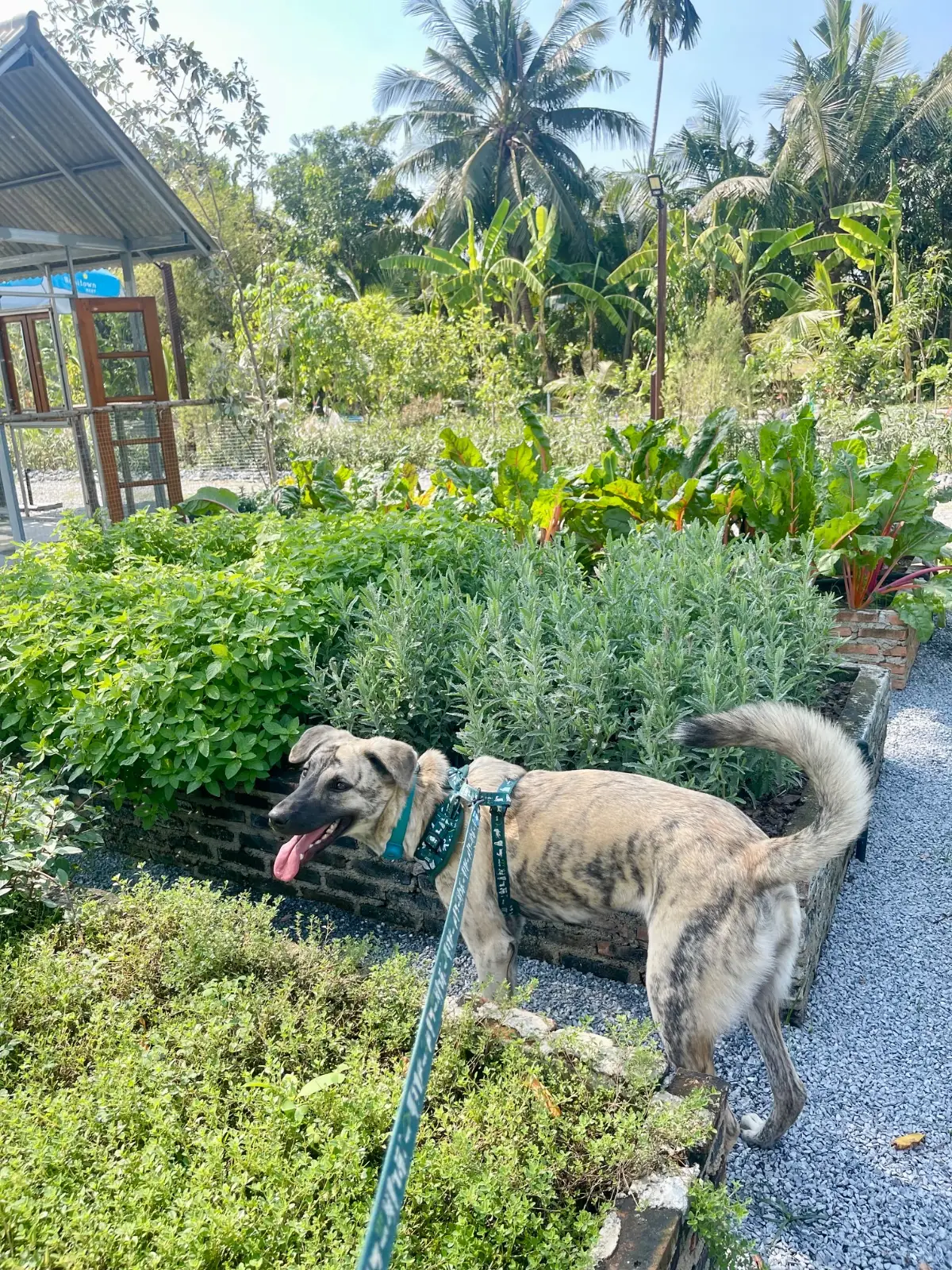 ทำสวนกับมาดาม pets image 5