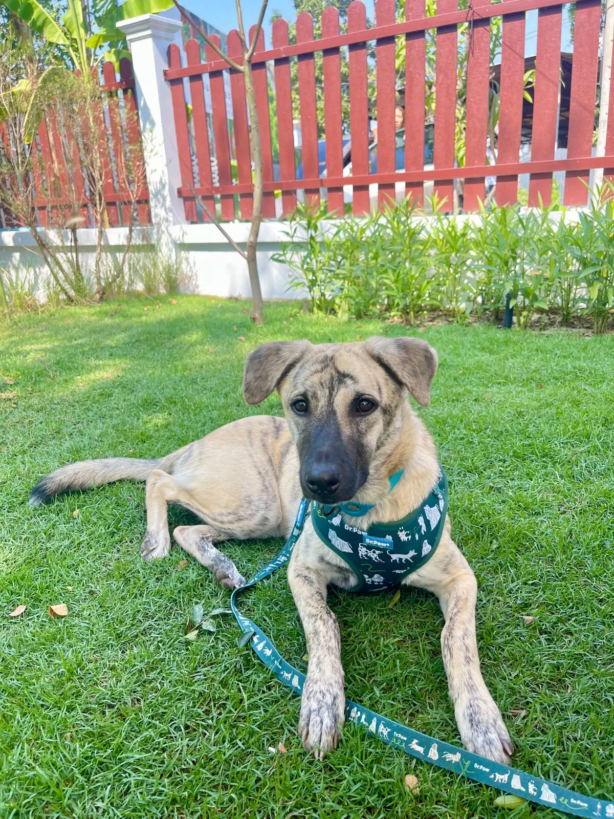 ทำสวนกับมาดาม pets image 3