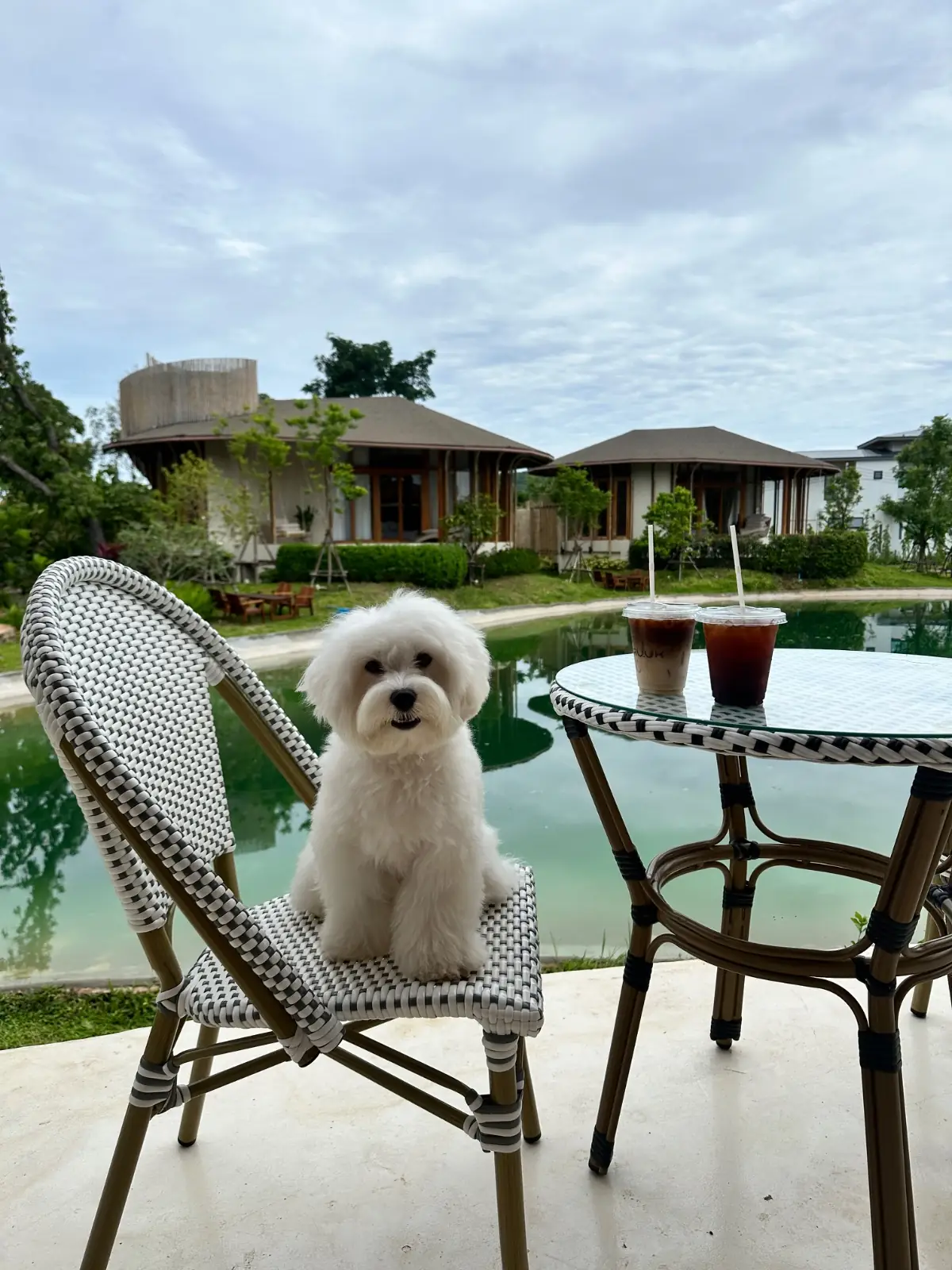 RUUK Café & Restaurant pets image 2