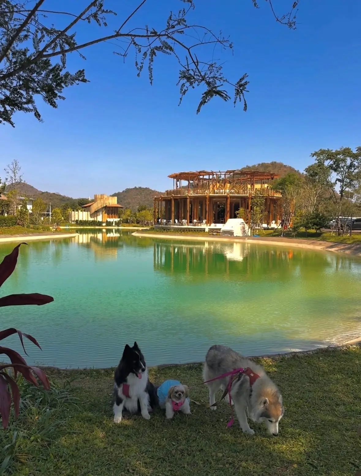 RUUK Café & Restaurant by Malai Khaoyai pets image 2