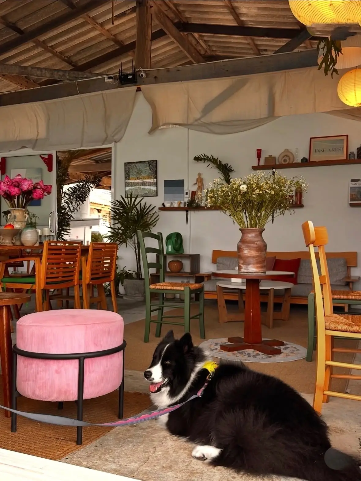 เทค อะ เรสต์ pets image 3