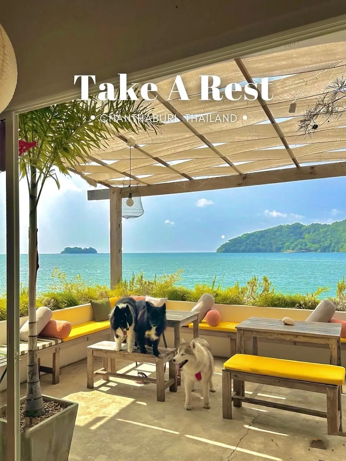 เทค อะ เรสต์ pets image 2