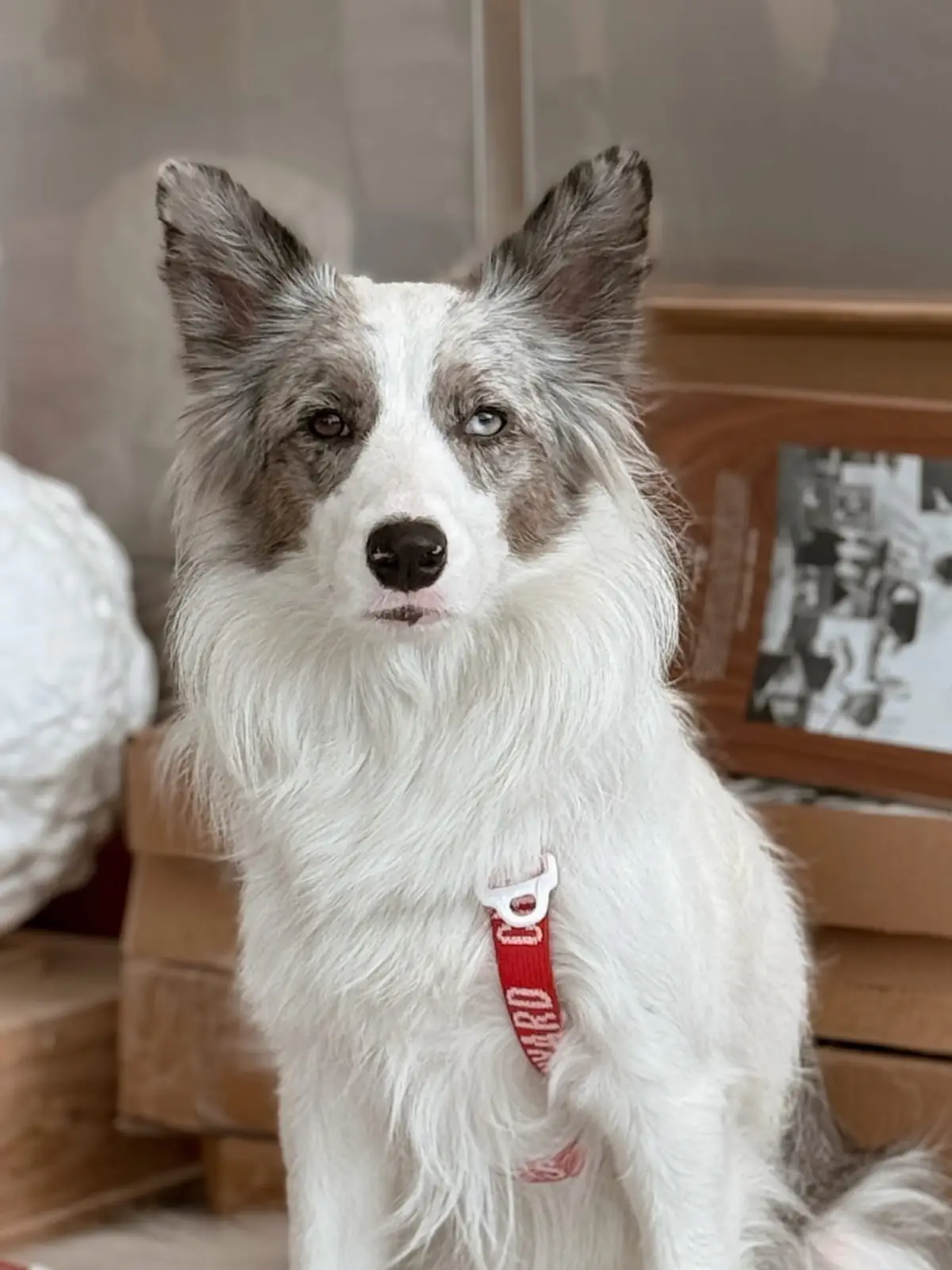 POPCUP EKKAMAI pets image 2