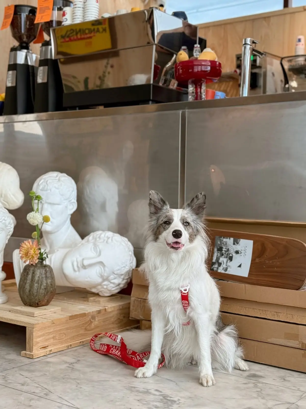 POPCUP EKKAMAI pets image 1