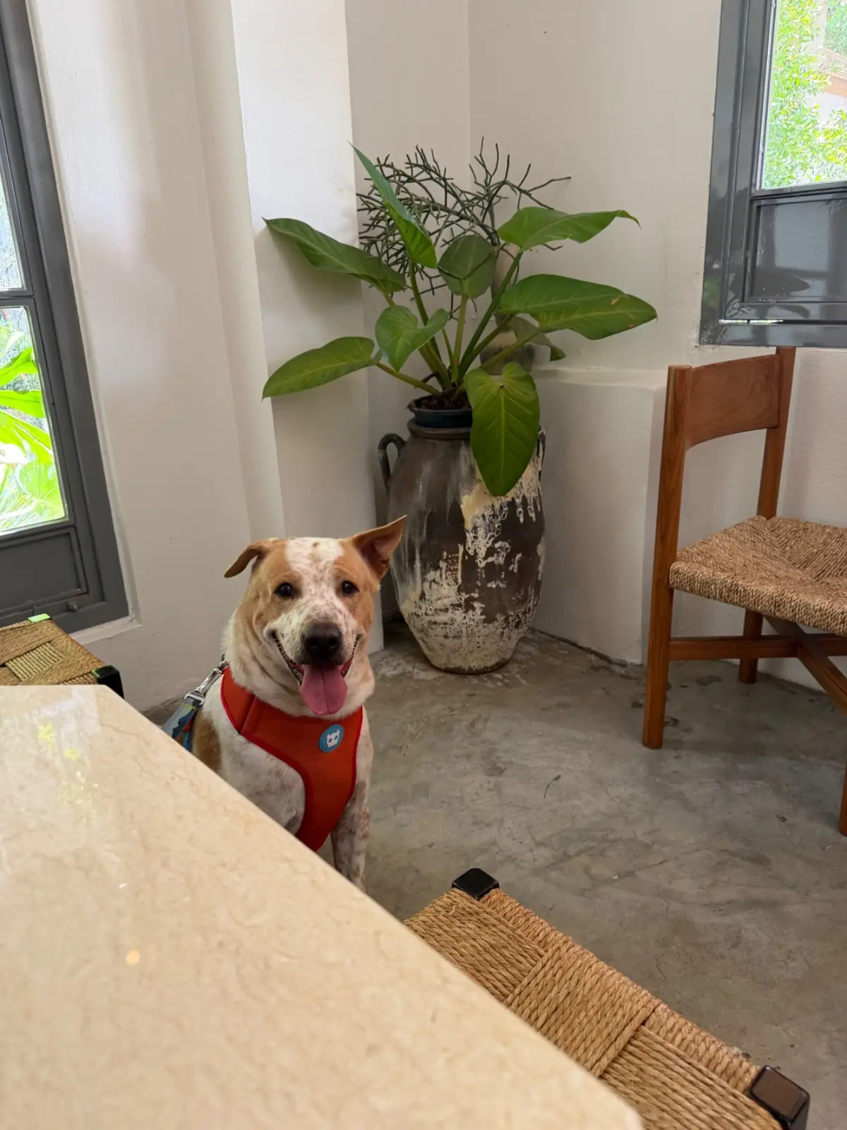 Bones design studio and cafe pets image 2