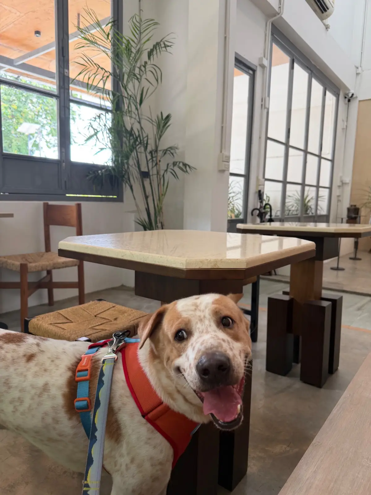 Bones design studio and cafe pets image 3