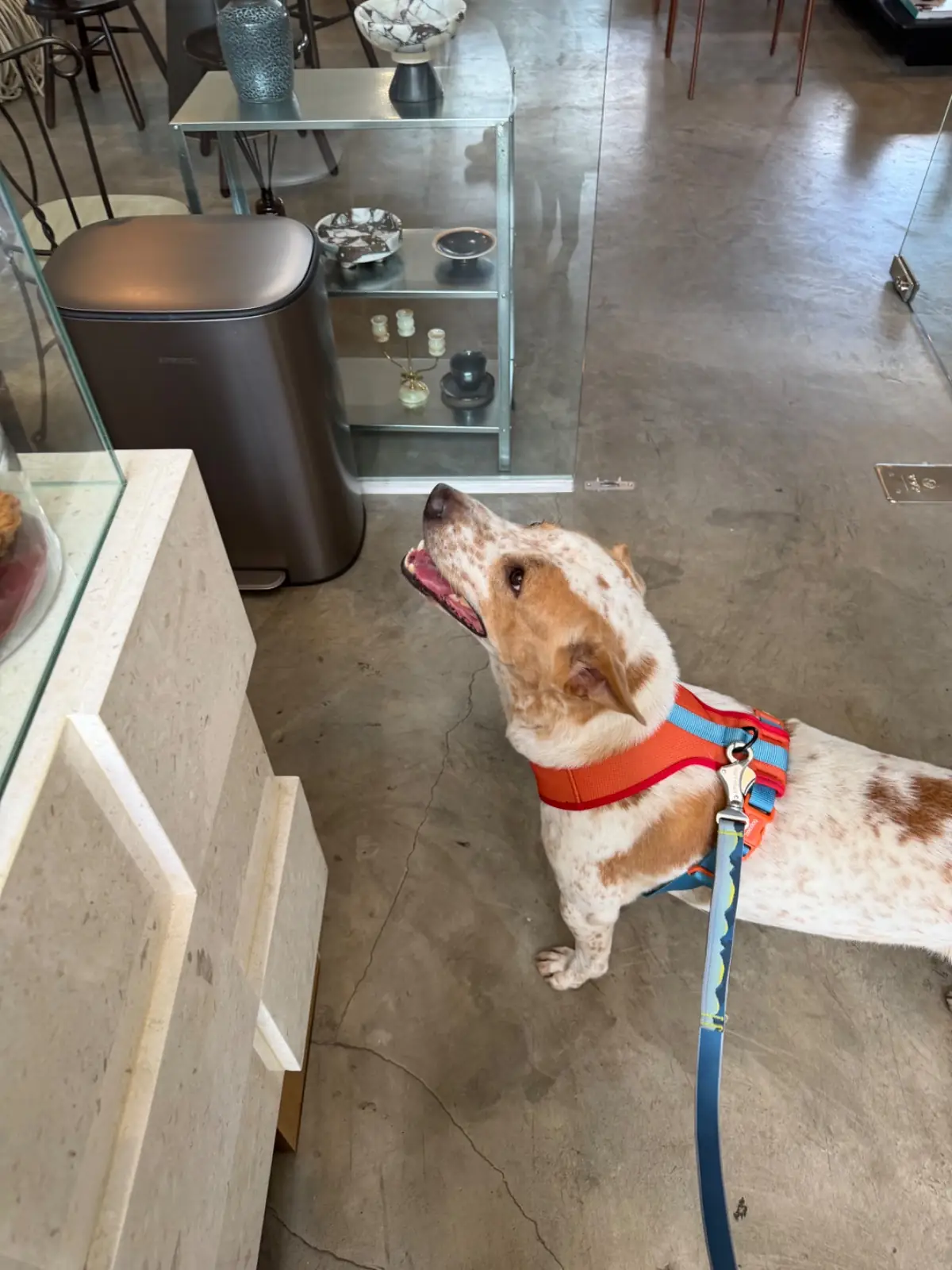 Bones design studio and cafe pets image 4