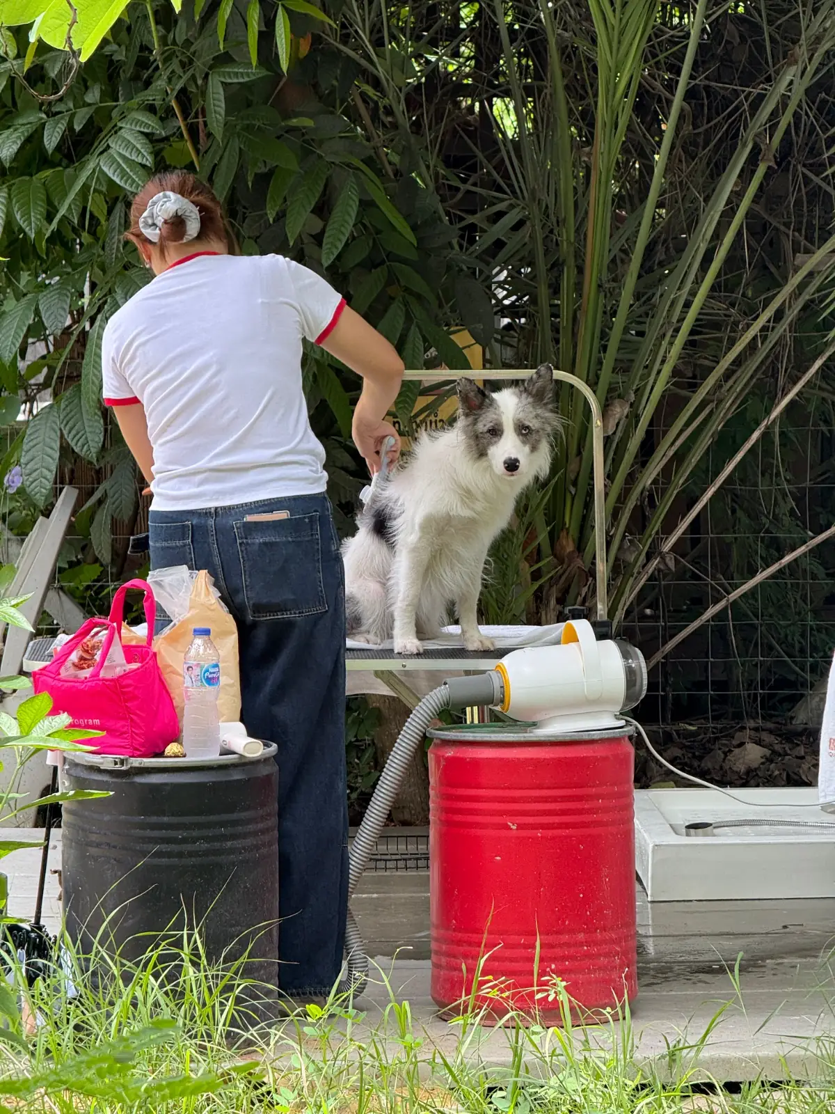 บ้านสวนคีรีวงศ์ pets image 5