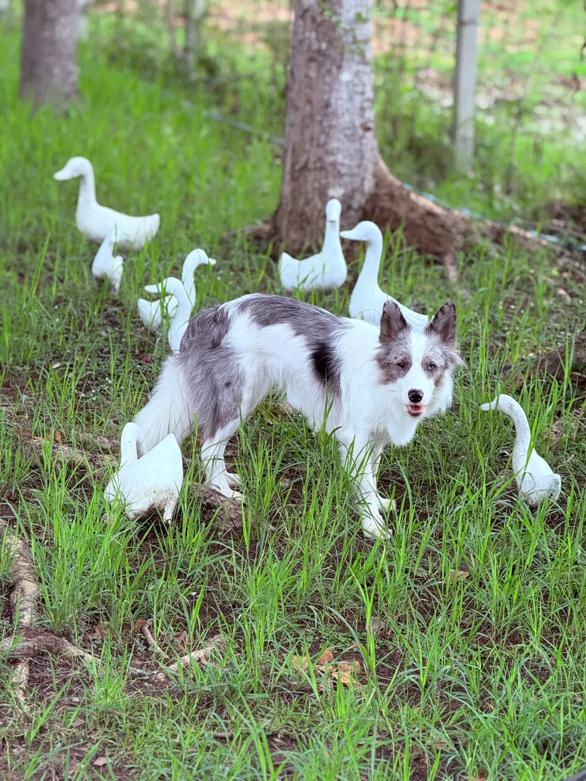 บ้านสวนคีรีวงศ์ pets image 4