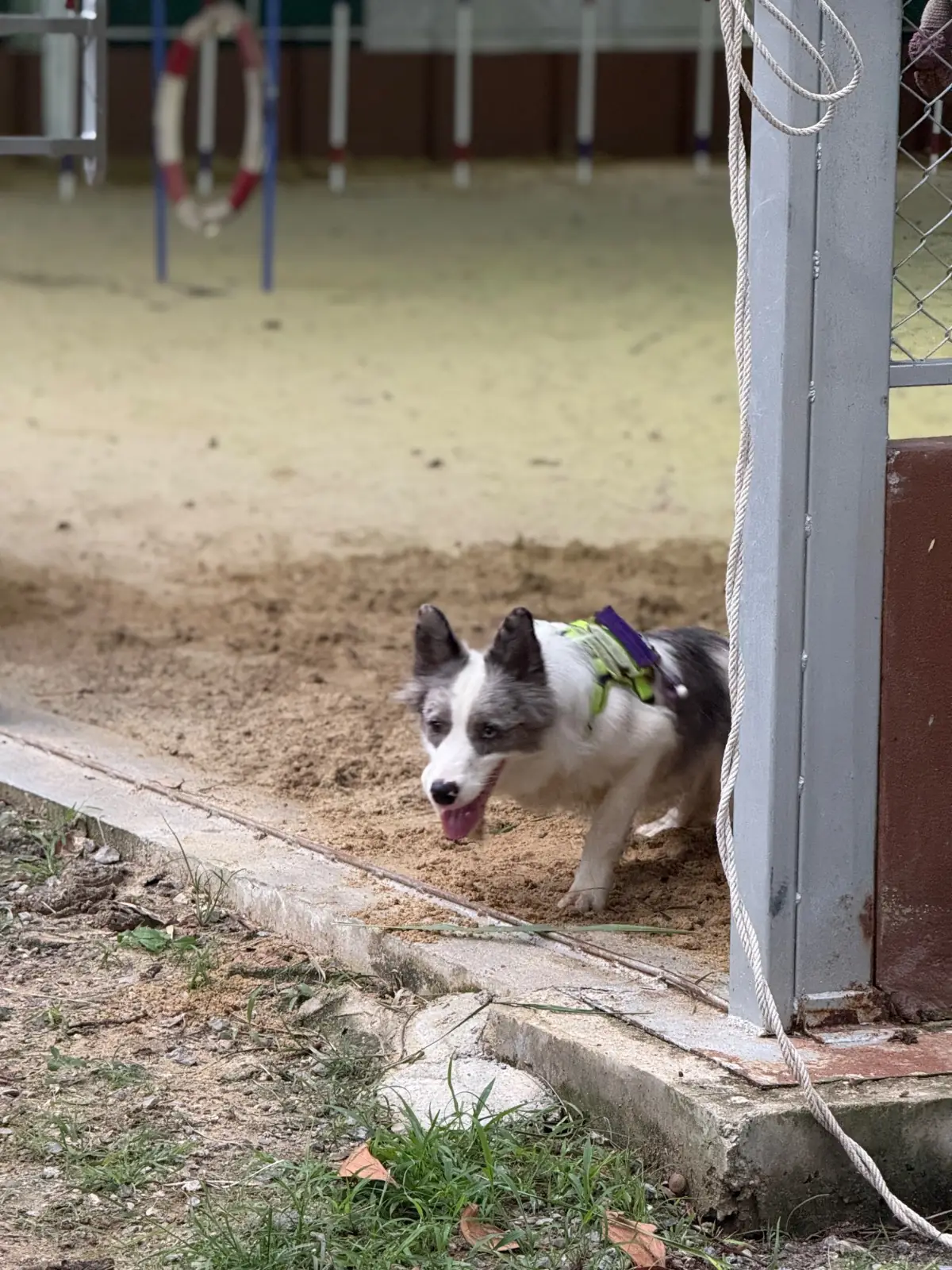 บ้านสวนคีรีวงศ์ pets image 3