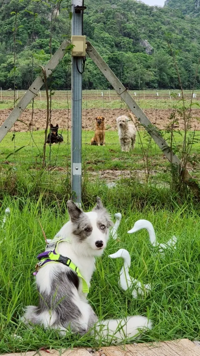 บ้านสวนคีรีวงศ์ pets image 2