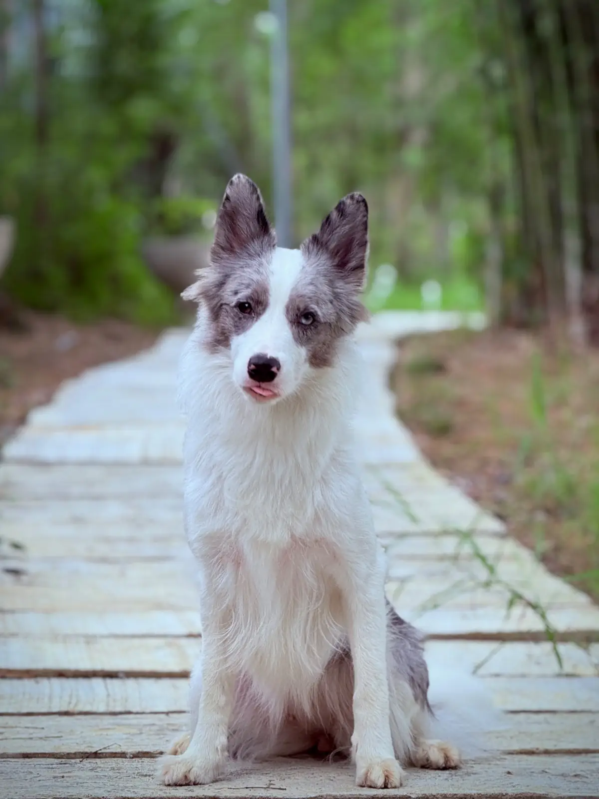 บ้านสวนคีรีวงศ์ pets image 1