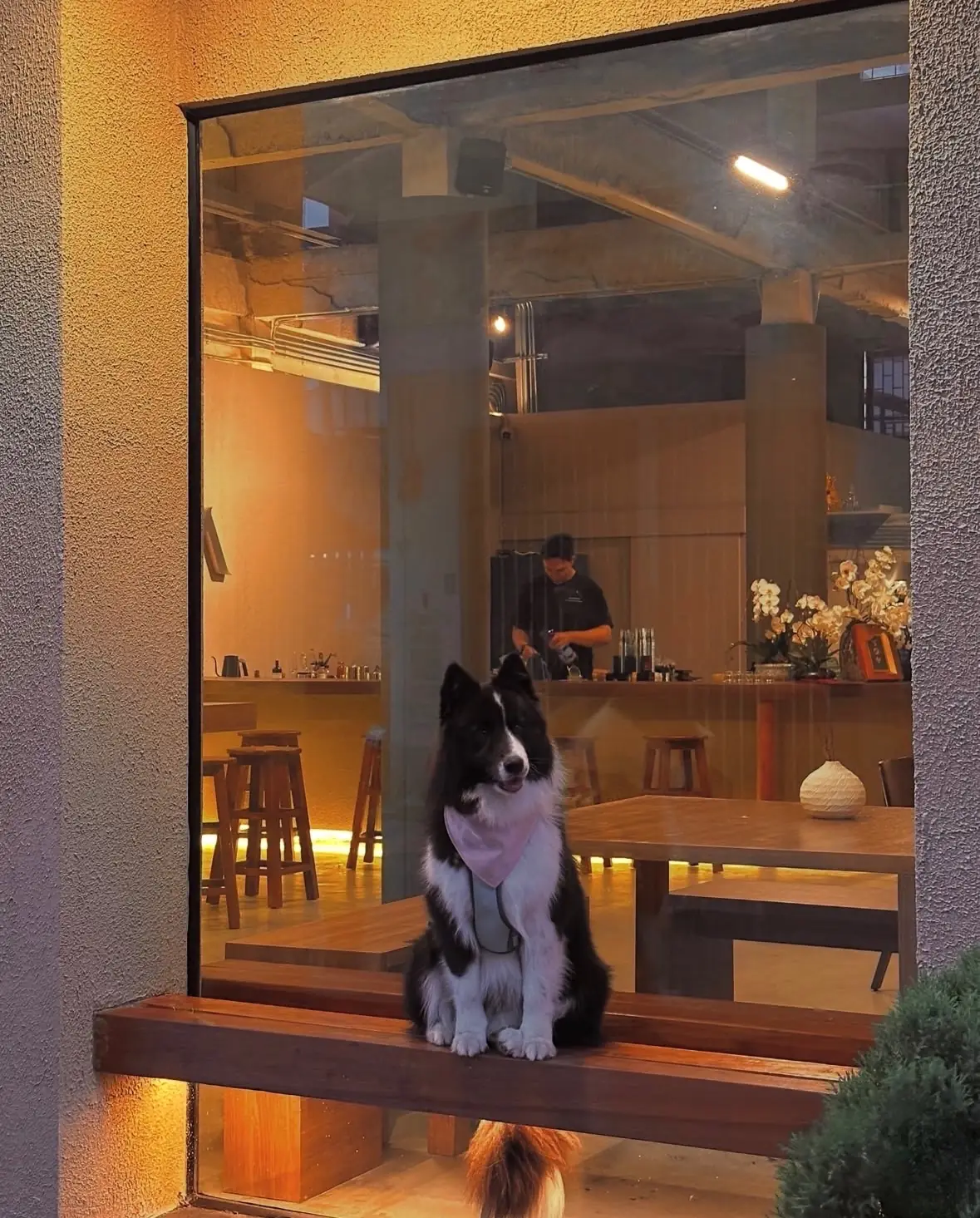 Warden Matcha Bar and Space pets image 3
