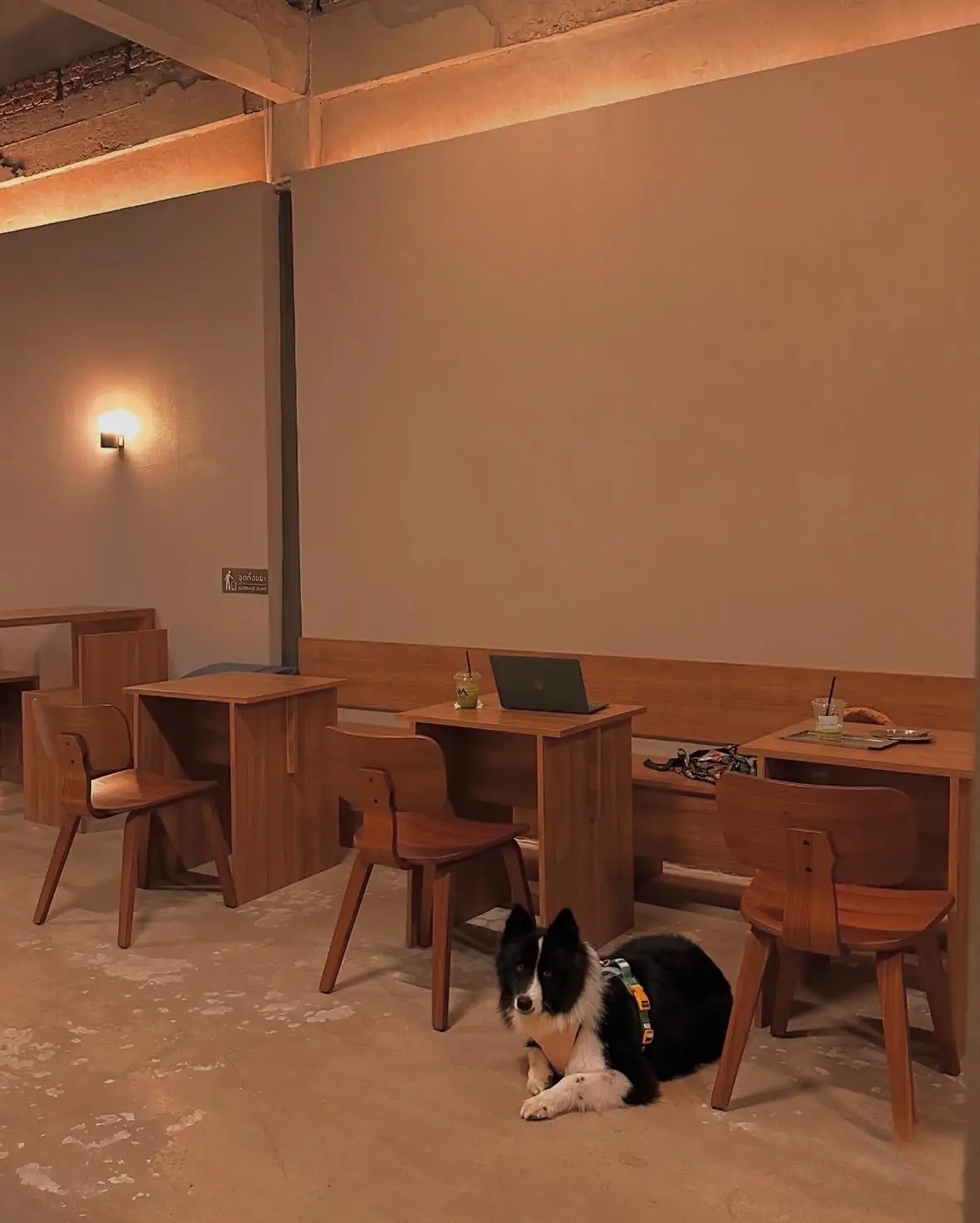 Warden Matcha Bar and Space pets image 1