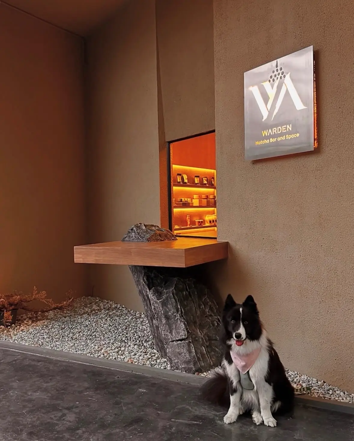 Warden Matcha Bar and Space pets image 4