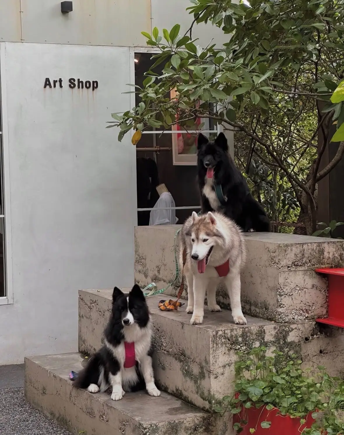 Red Lips Cafe & Art Space pets image 7