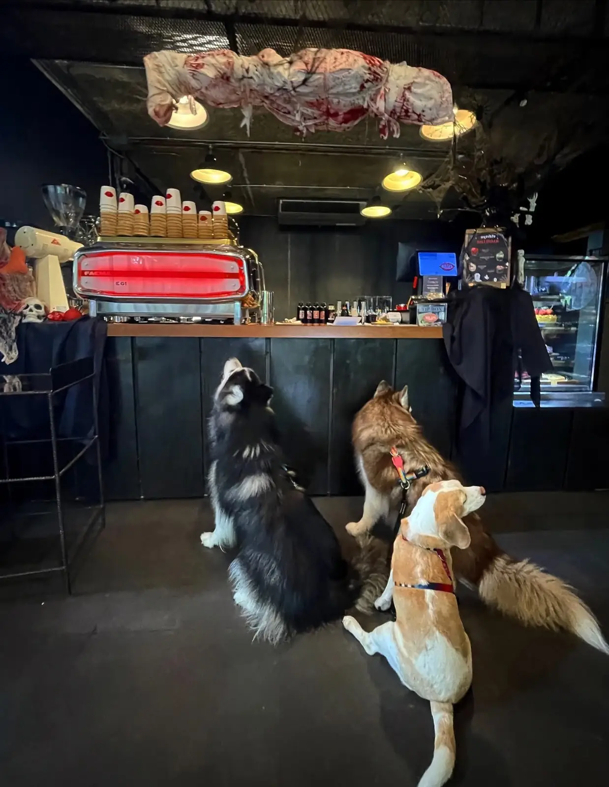 RED LIPS Cafe’ & Art Space pets image 1