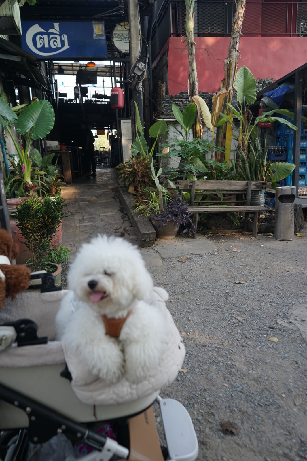 Ta-ling bar & Wang Lang View pets image 1