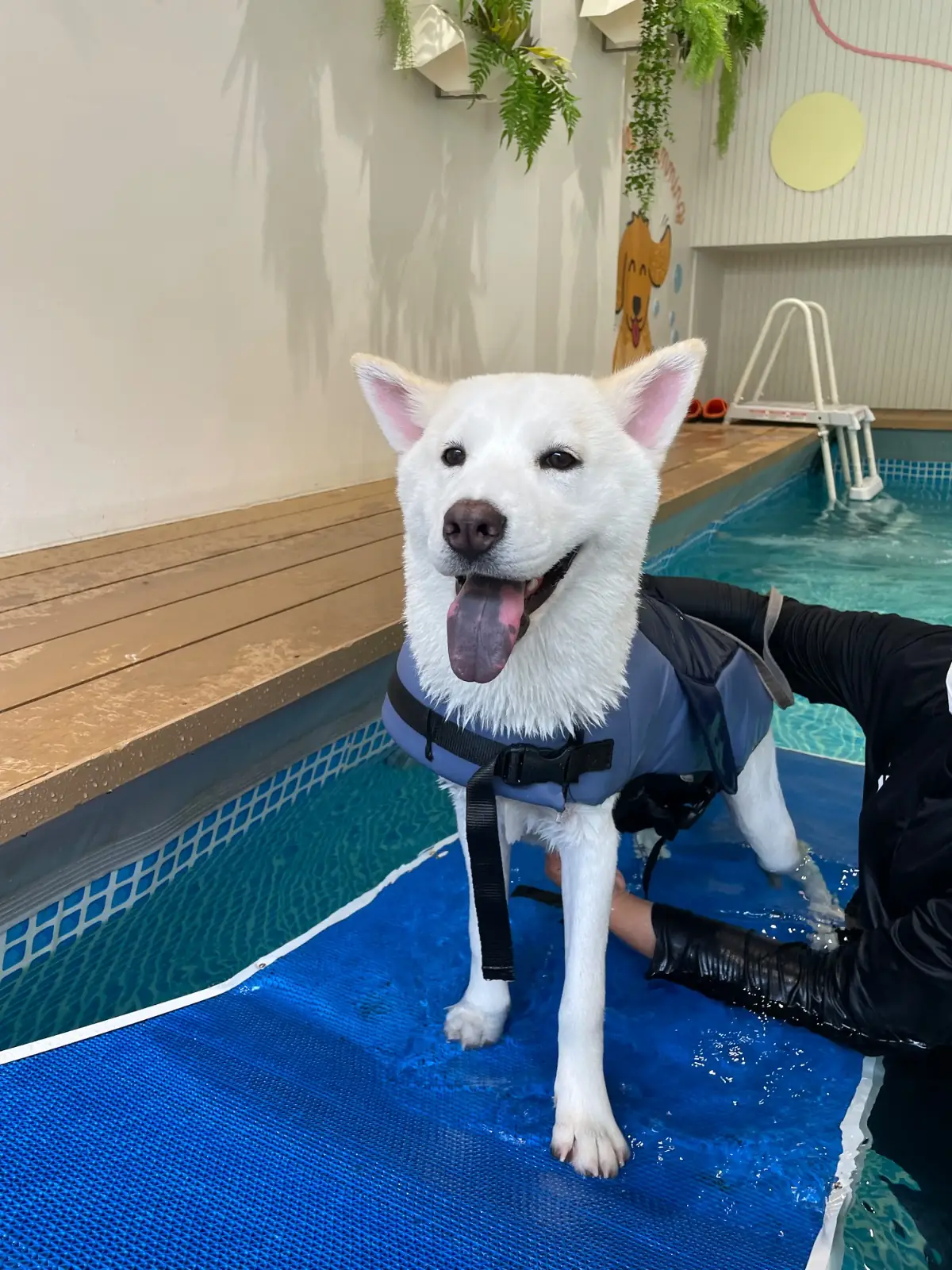 HOSPETAL By PRS Center pets image 2