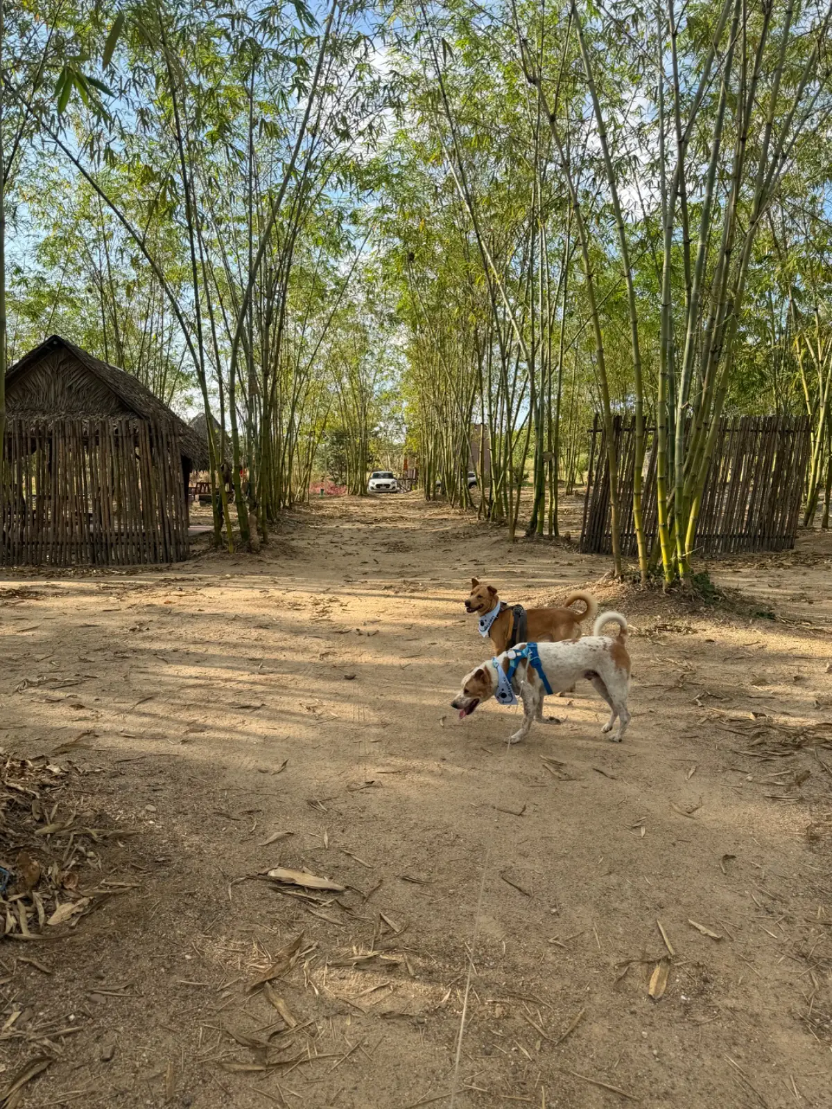 บ้านไร่ชายทุ่ง ambiance image 2