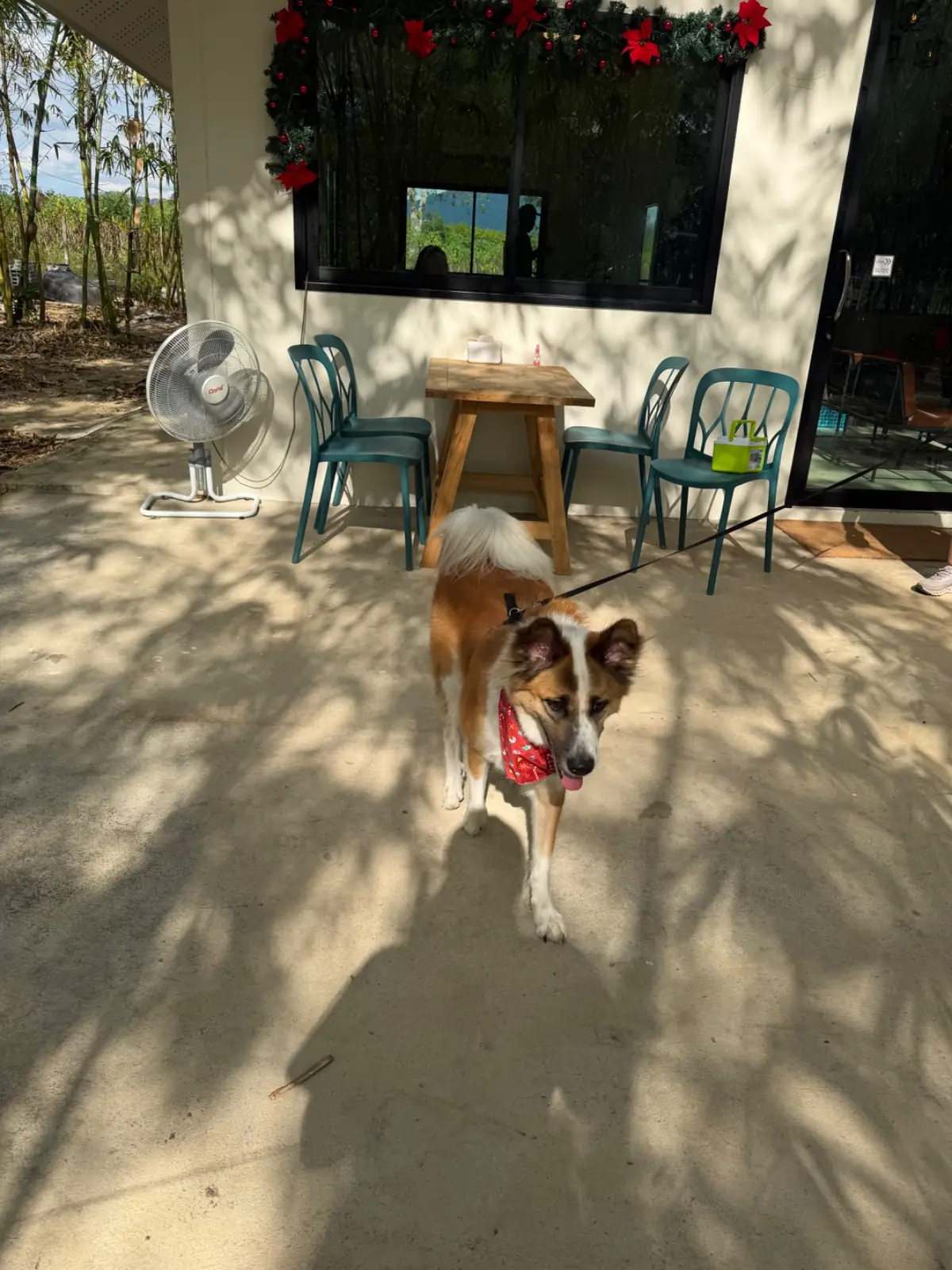 บ้านไร่ชายทุ่ง pets image 7