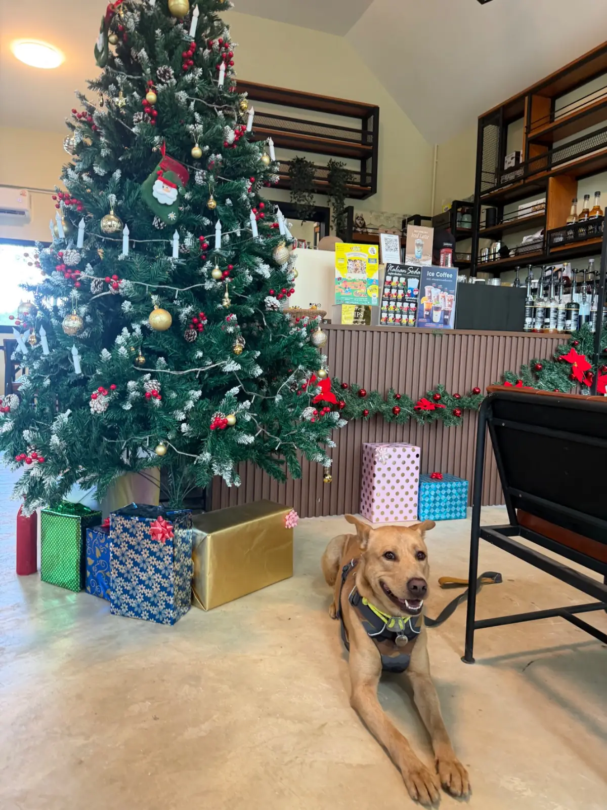 บ้านไร่ชายทุ่ง pets image 5