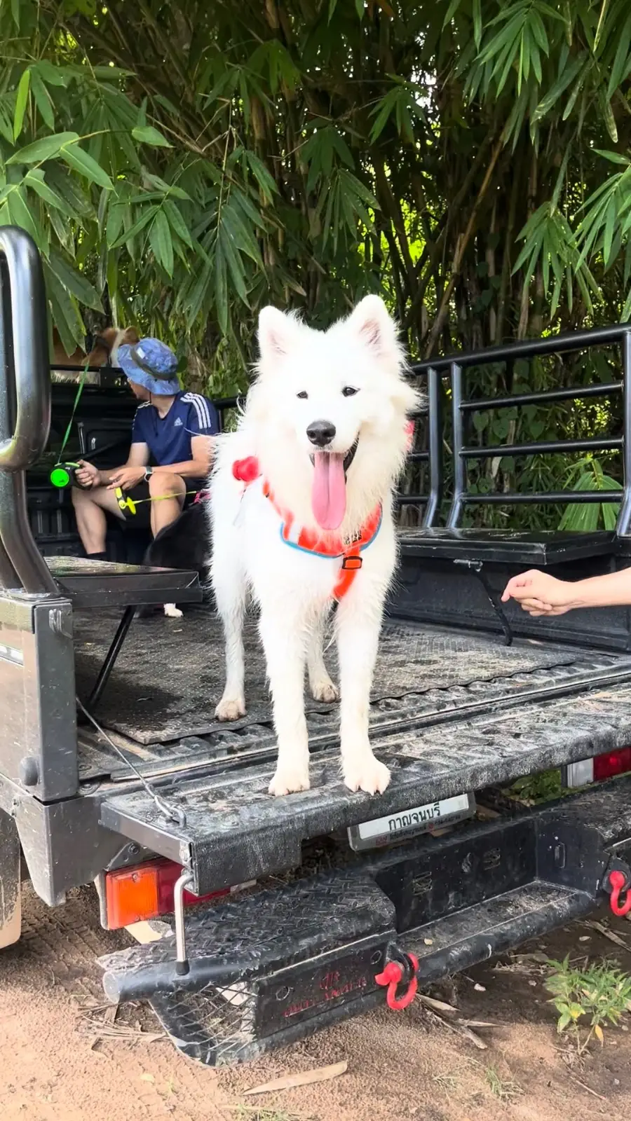 บ้านไร่ชายทุ่ง pets image 3