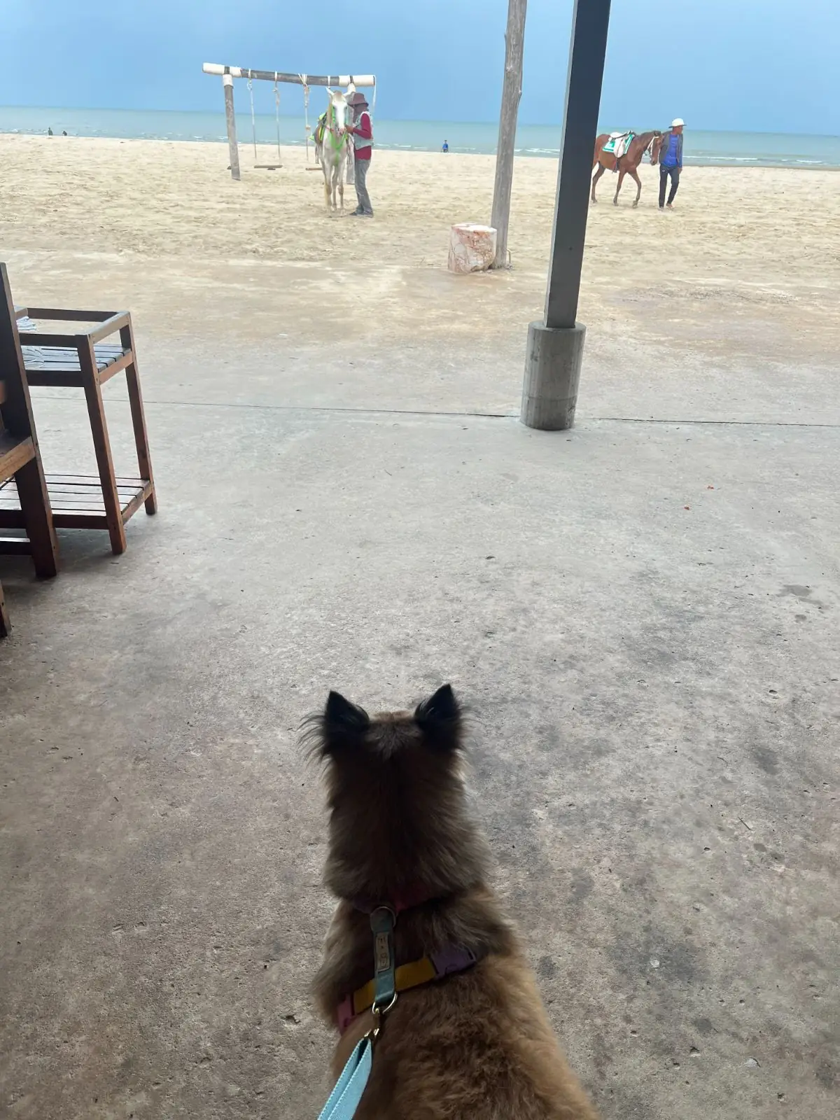 ครัวเม็ดทราย (ชะอำ) pets image 1