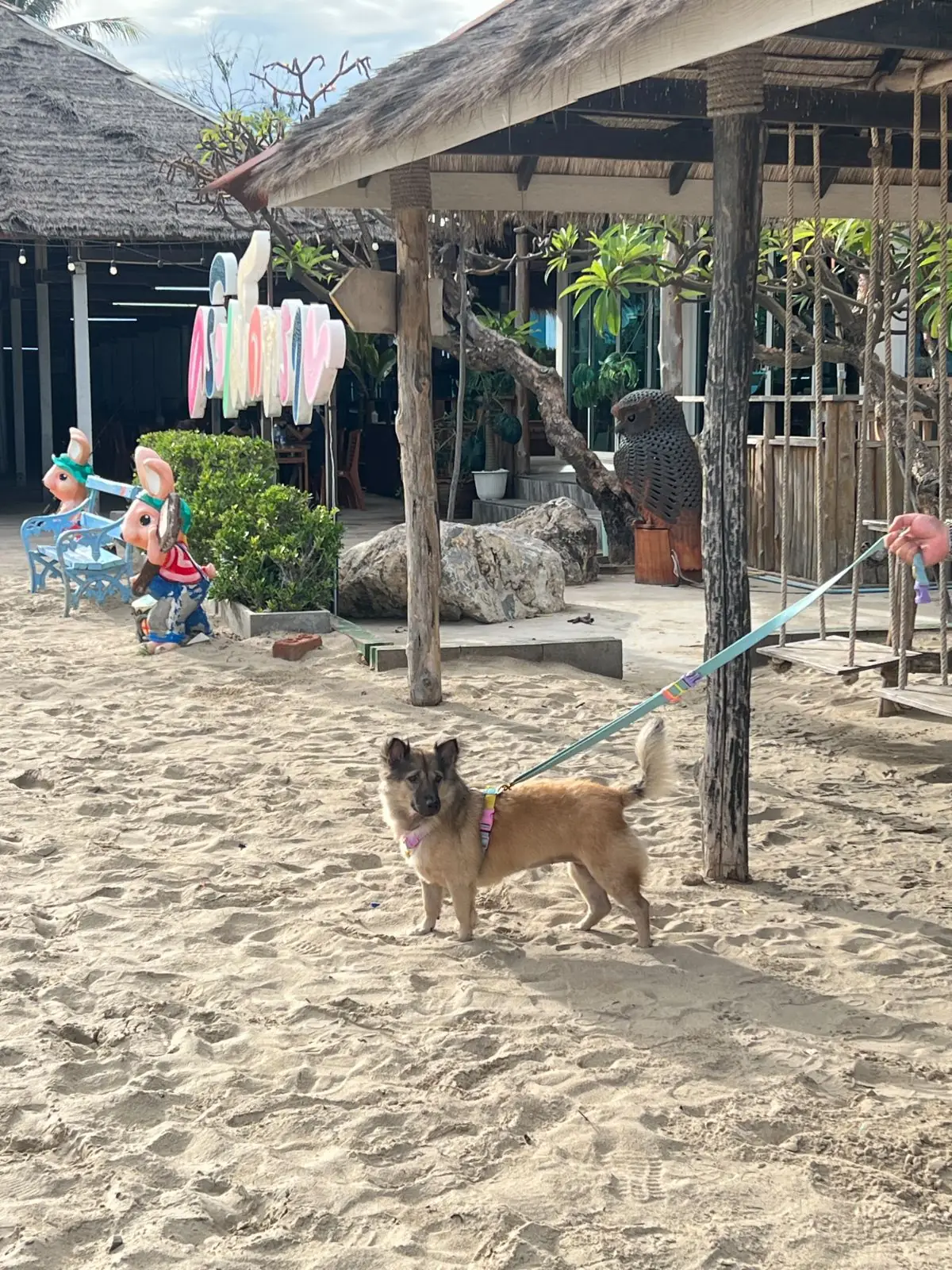 ครัวเม็ดทราย (ชะอำ) pets image 2