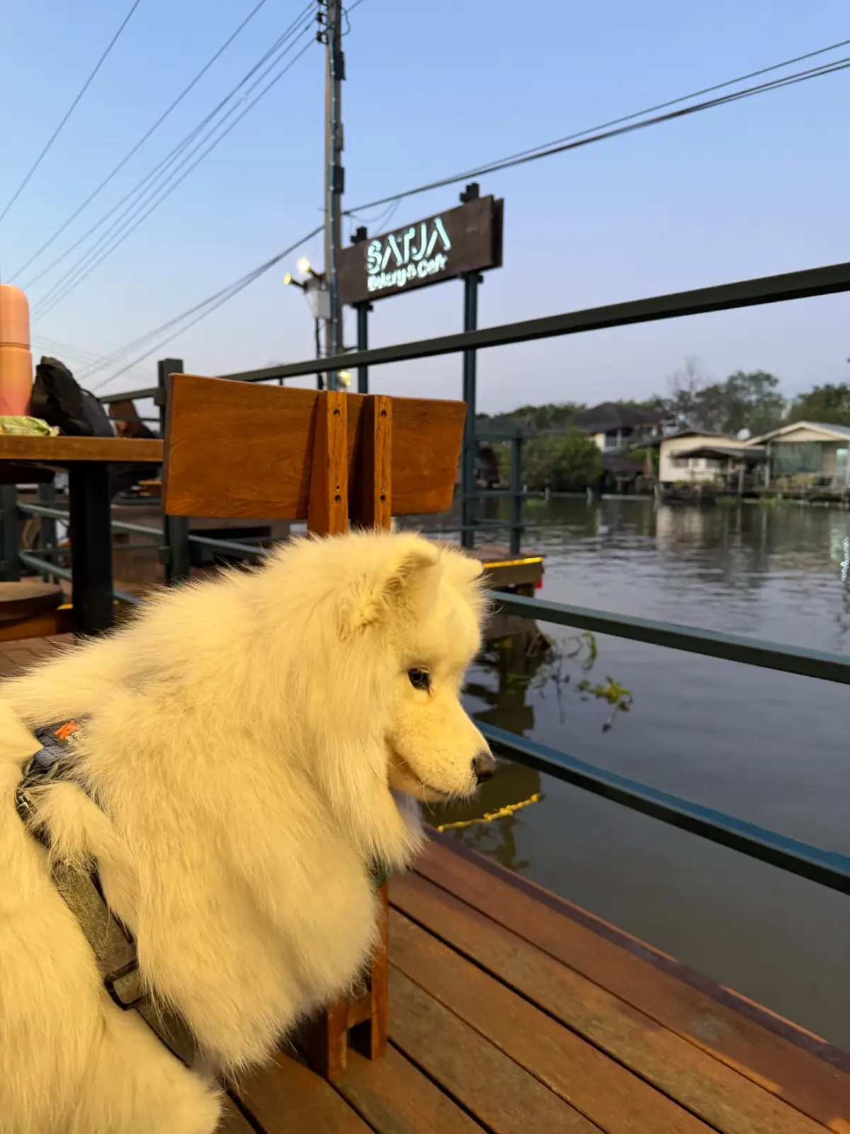 สัจจะ SATJA Eatery & Cafe pets image 2