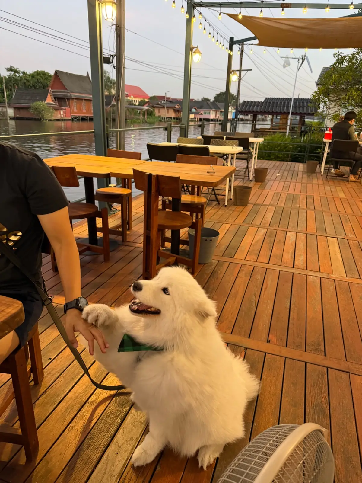 สัจจะ SATJA Eatery & Cafe pets image 3