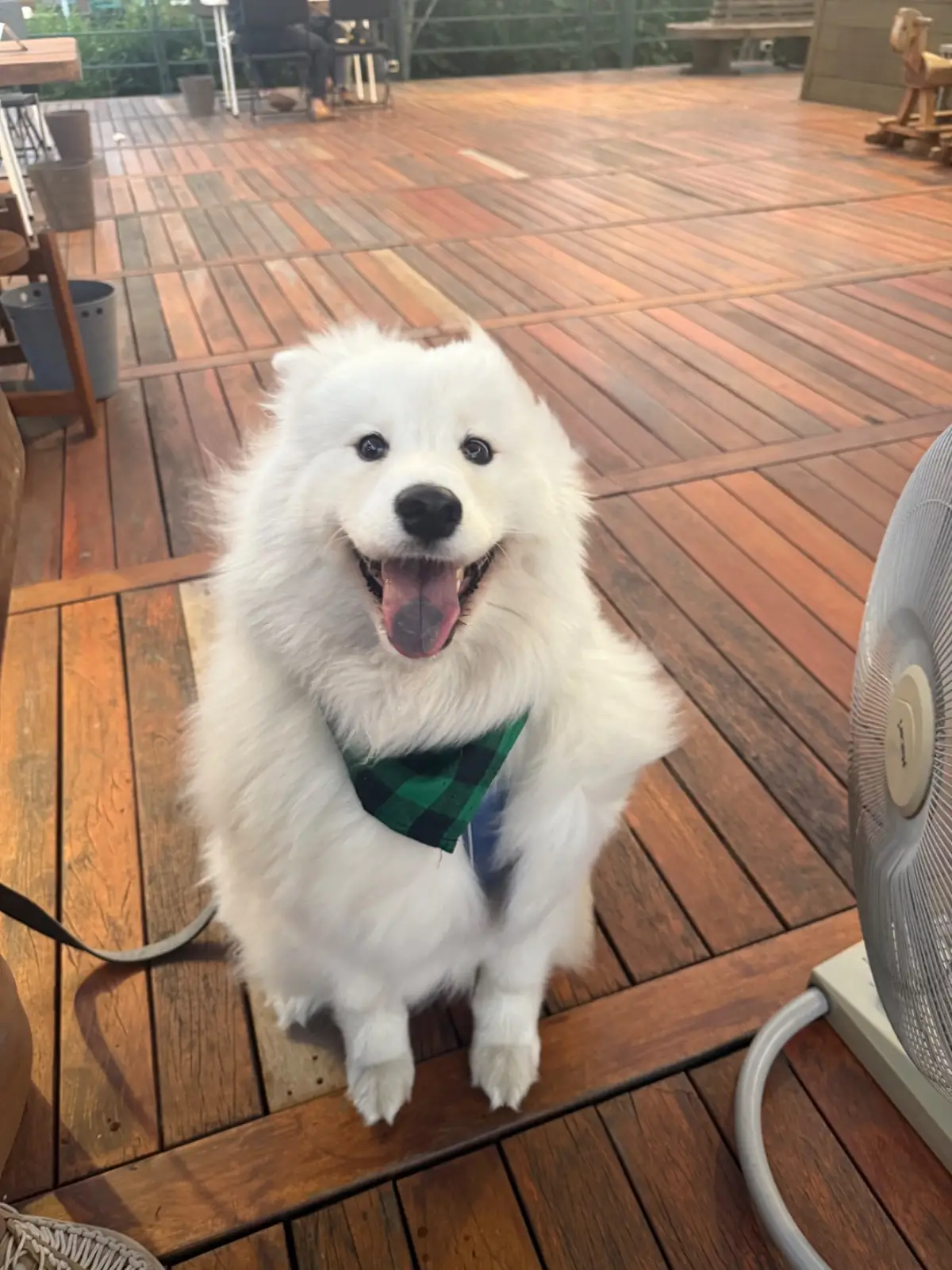 สัจจะ SATJA Eatery & Cafe pets image 1