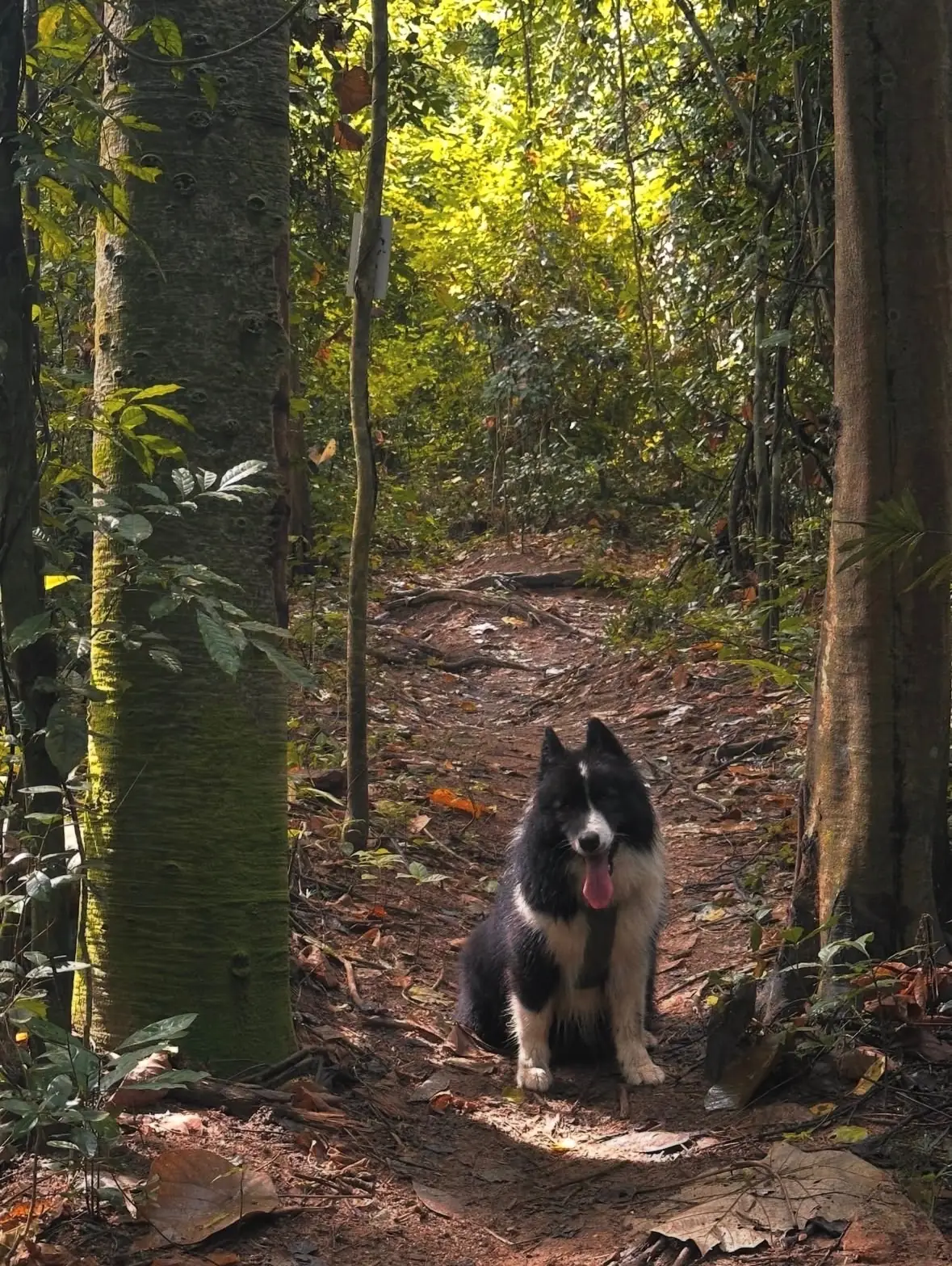 สวนป่าเชิงอนุรักษ์เขาไม้แก้ว pets image 1