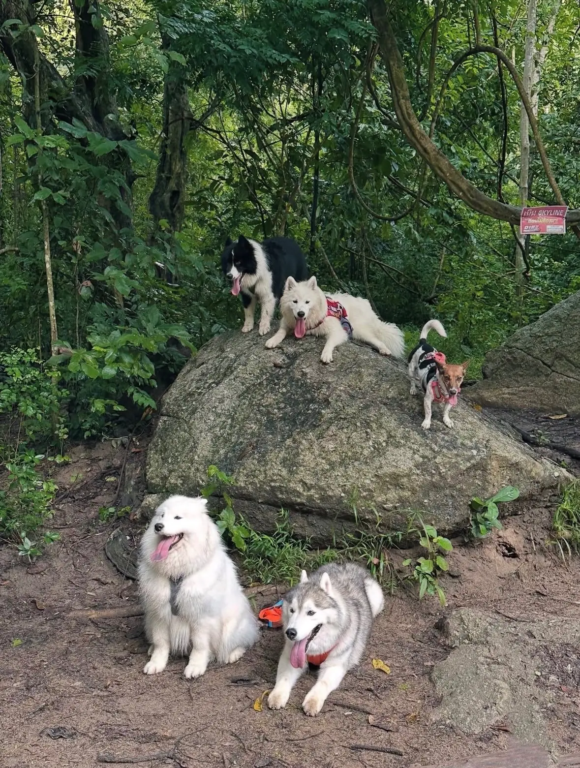 สวนป่าเชิงอนุรักษ์เขาไม้แก้ว pets image 3