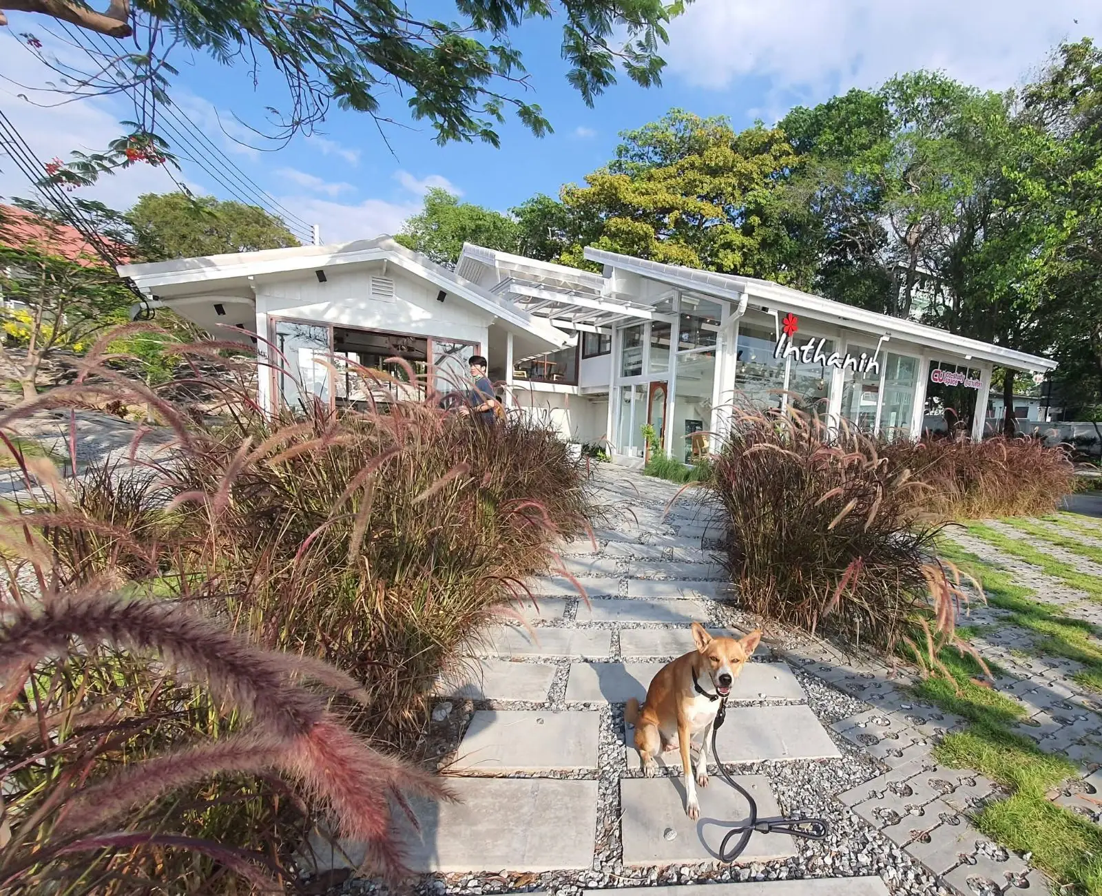 Inthanin CU Co-Study Space Ang Sila pets image 1