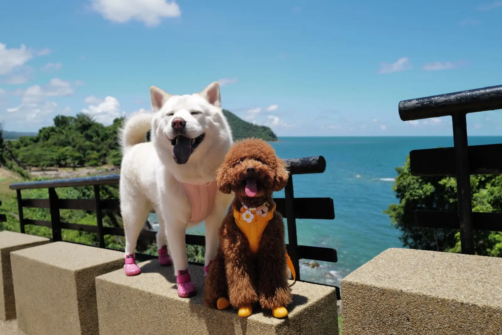 จุดชมวิวเนินนางพญา pets image 1