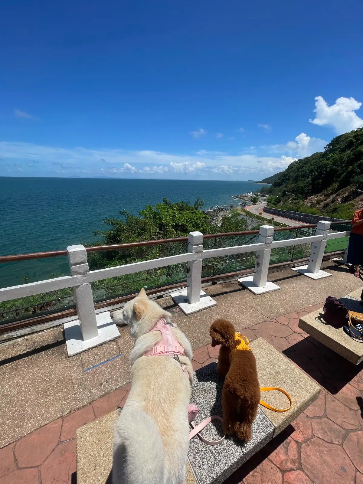 จุดชมวิวเนินนางพญา pets image 1