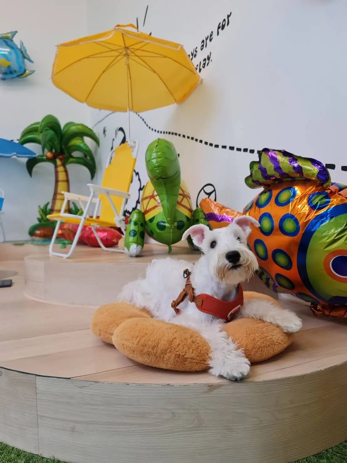 The Paw Park Coffee other image 2