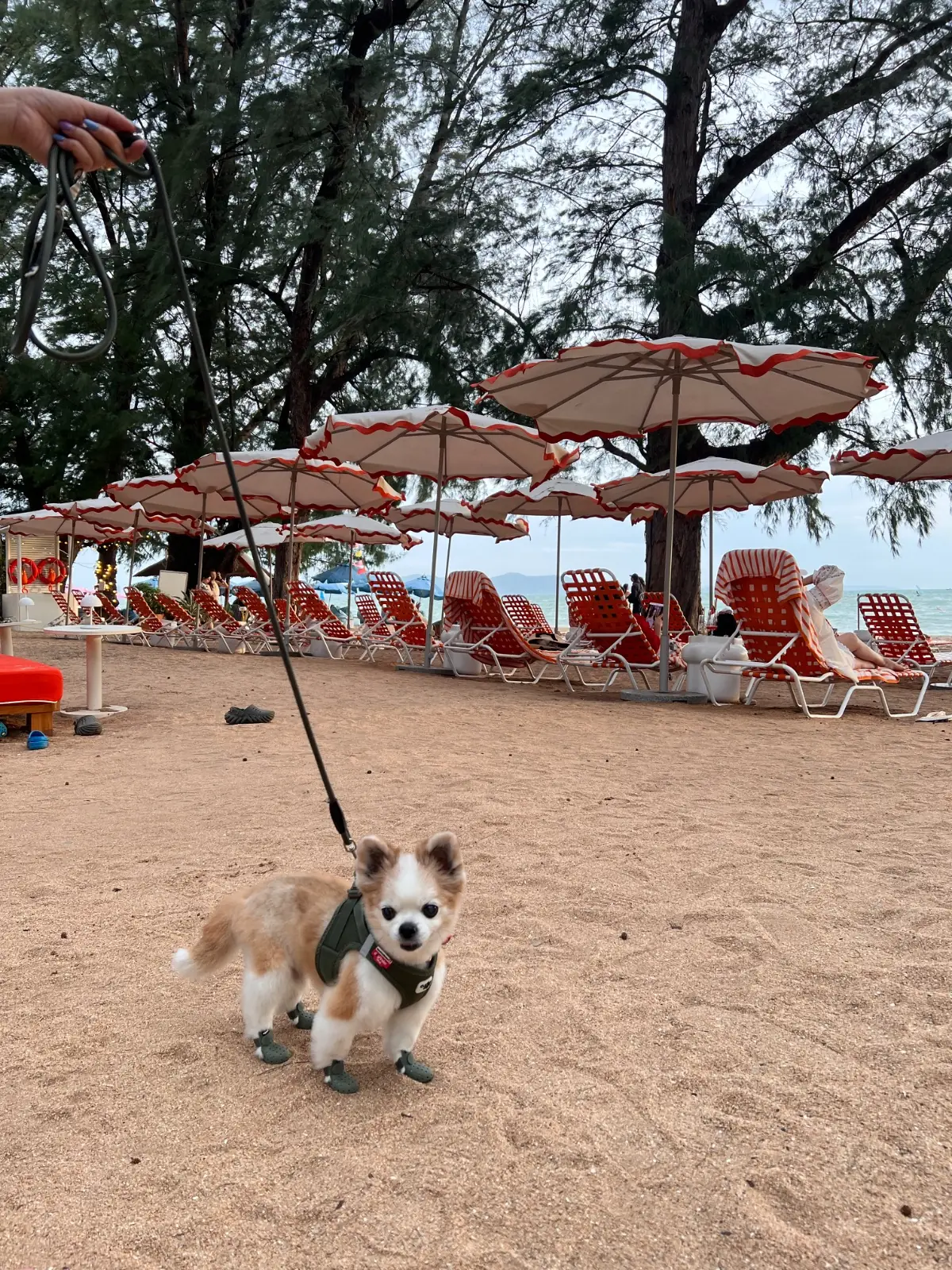 The Standard Hotel - Pattaya Na Jomtien pets image 7