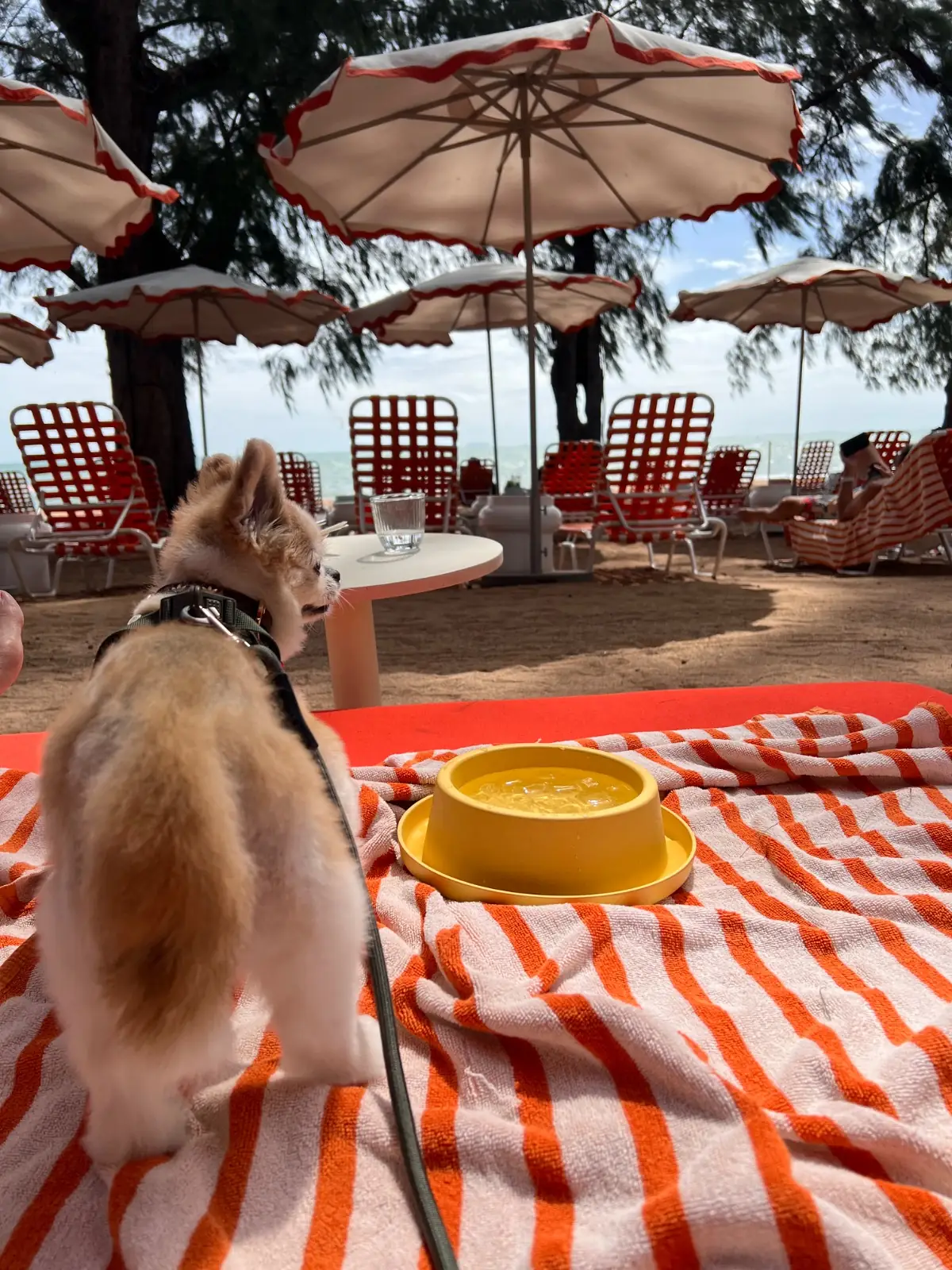 The Standard Hotel - Pattaya Na Jomtien pets image 3
