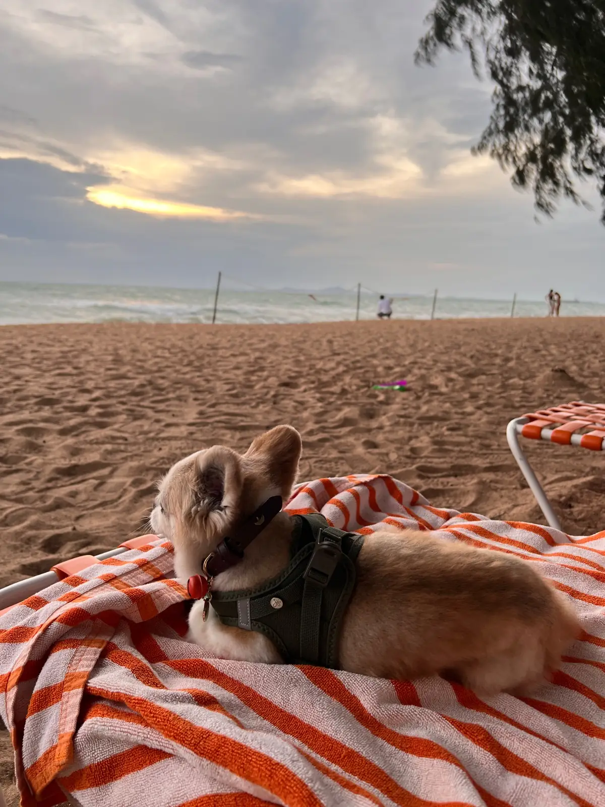 The Standard Hotel - Pattaya Na Jomtien pets image 5