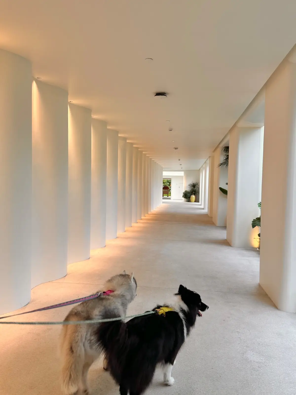 The Standard Hotel Pattaya - Na Jomtien pets image 2