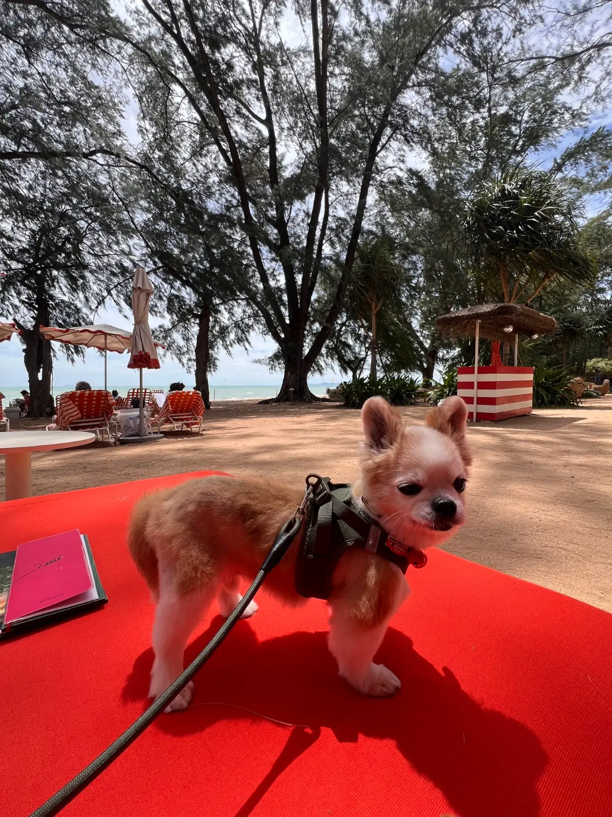 The Standard Hotel - Pattaya Na Jomtien pets image 11