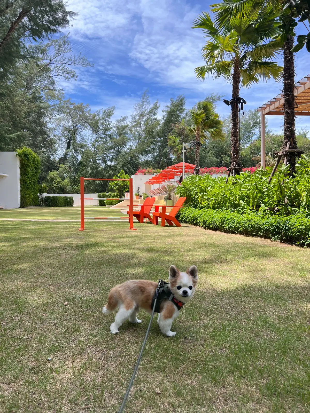 The Standard Hotel - Pattaya Na Jomtien pets image 8