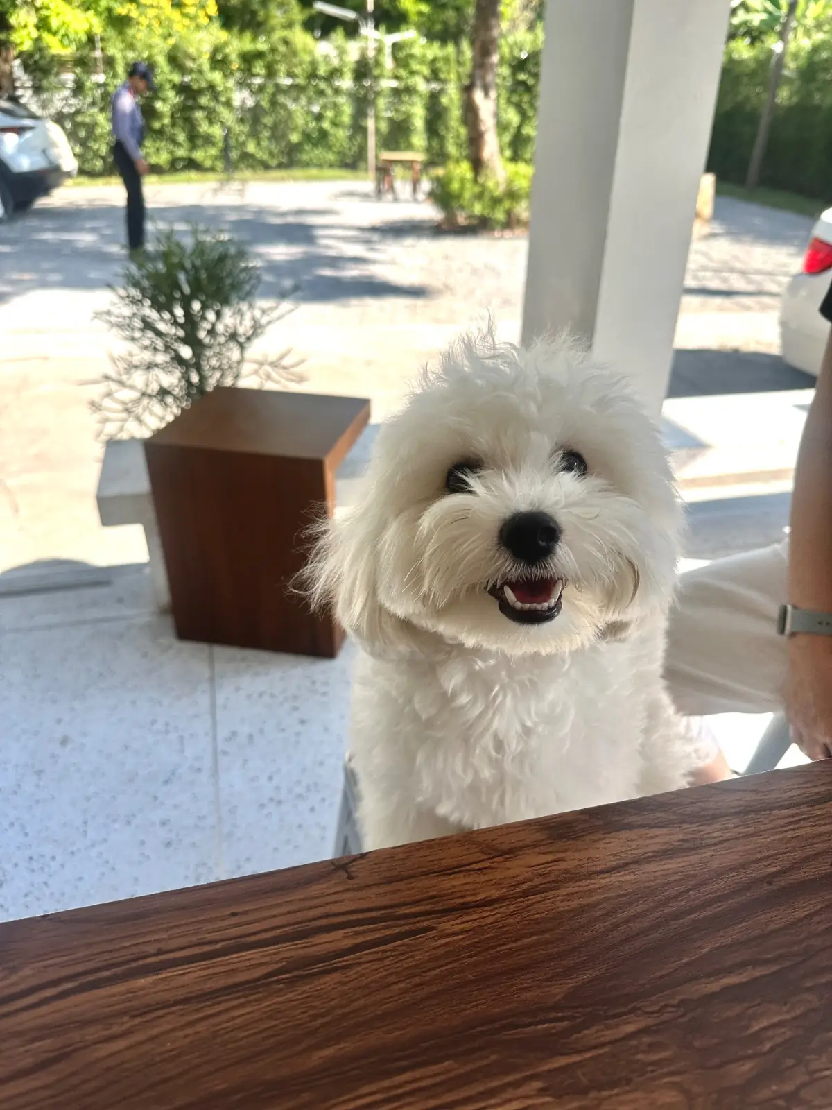 Sam Roasters pets image 1