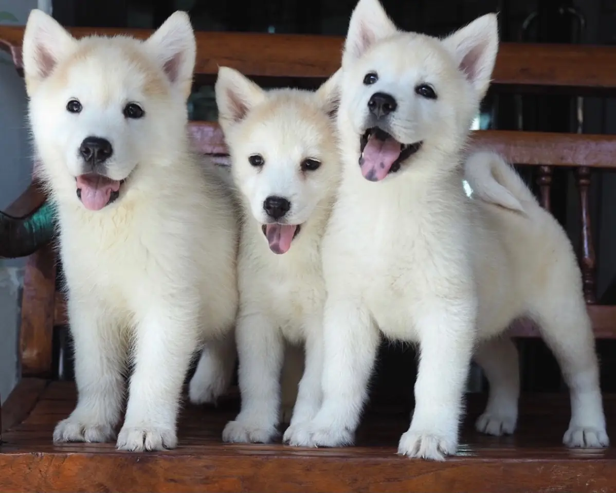 Dog Country Cafe pets image 1