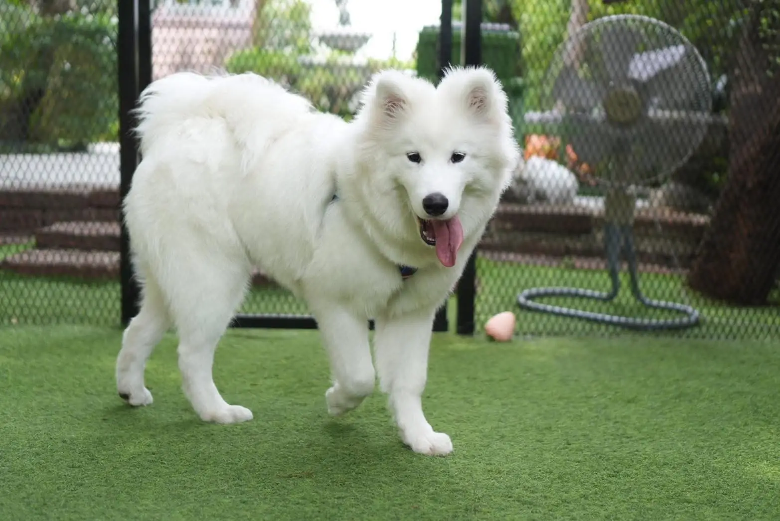 Jungle de Woof pets image 7