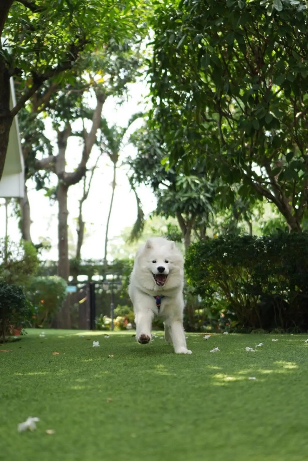 Jungle de Woof pets image 1